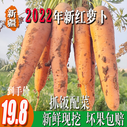 红萝卜新鲜新疆胡萝卜手抓饭专用宝宝辅食新鲜蔬菜萝卜包邮