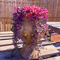 多肉植物 红色紫玄月大盆带盆栽好阳台室内美观装饰净化空气