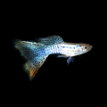 美杜莎孔雀鱼黄蕾丝纹路之王精品活体观赏鱼热带鱼凤尾鱼种鱼