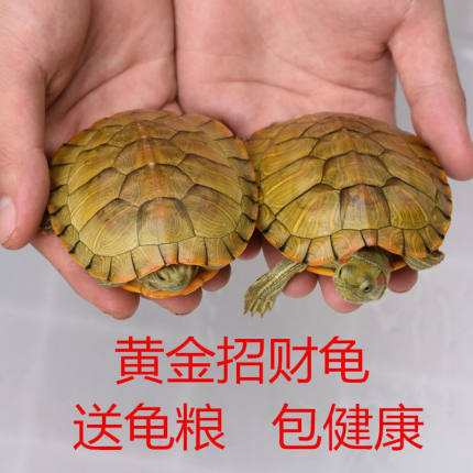 乌龟活物宠物发财龟苗情侣小乌龟活体适合家养的巴西龟深水招财龟