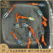 精品纯种泰系白金红尾象耳孔雀鱼活鱼练手鱼新手好养的热带观赏鱼