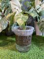 热带植物龟背竹透明圆形加厚水培种植桶塑料花盆外用套盆专用花烛