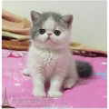 加菲猫宠物猫咪异国短毛猫家养纯种加菲猫幼猫活体支持支付宝p