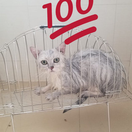 洗猫吹风神器 固定笼猫洗澡笼 洗猫笼 双门猫吹风笼防抓咬猫用品