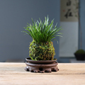 苔玉苔藓球金钱胧月菖蒲茶桌办公室禅意中式绿植盆栽水培净化空气