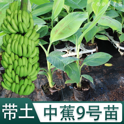 香蕉树苗矮化蕉苗苹果粉蕉威廉斯B6高产中蕉9号香蕉南方果树苗