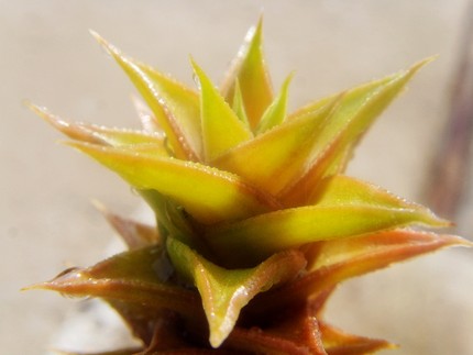 松塔掌硬叶十二卷南非进口多肉植物Astroloba瓦苇