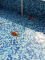 游泳池蓝白阳台水池外墙砖瓷砖玻璃马赛克浴室色工程防滑鱼池户外