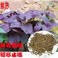 现挖大叶紫苏苗子可种植水升麻食用香料双面紫可盆栽绿植包邮