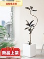 黑金刚造型橡皮树盆栽北欧风大型室内植物吸甲醛绿植客厅