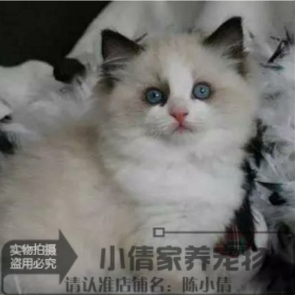 纯种布偶猫双色海豹布偶猫蓝双色海豹色山猫色活体宠物猫幼猫x