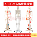 170cm人体大骨骼模型骷髅人骨架可拆卸 医教学用教具肌肉韧带模型