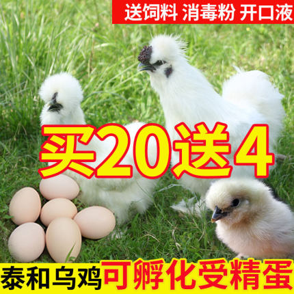 10枚纯种泰和乌鸡种蛋受精蛋卵白凤乌骨鸡可孵化小鸡苗蛋竹丝鸡蛋