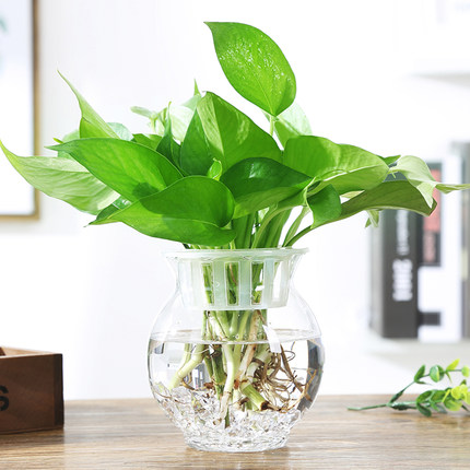 欧式简约透明玻璃花瓶水培绿萝花盆鱼缸水养植物客厅摆件插花器皿