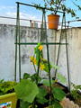 黄瓜爬藤架种菜豆角菜架牵引杆阳台庭院蔬菜攀爬固定架园艺支架柱