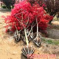 日本红枫盆景老桩四季红舞姬盆栽中国红三季常年红正宗黄金枫树苗