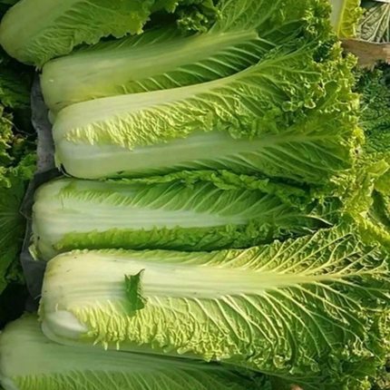 贵州农家自种食用新鲜蔬菜大白菜青口白菜叶子菜甜脆香菜500g包邮