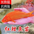 兴国红鲤鱼苗