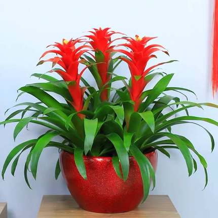 大盆鸿运当头盆栽植物花卉凤梨小红星大型绿植室内客厅办公室招财