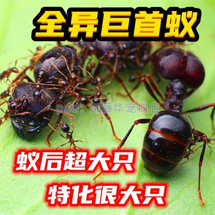全异巨首蚁蚁后活蚂蚁切叶蚁弓背蚁收获蚁大头蚁蚁巢试管蚁巢礼物