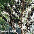 优质嘉宝果种子 树葡萄种子 名贵树种水果种子 南北方新种子