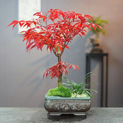 红枫盆景日本红舞姬树苗四季好养活室内桌面盆栽老桩耐寒观叶植物