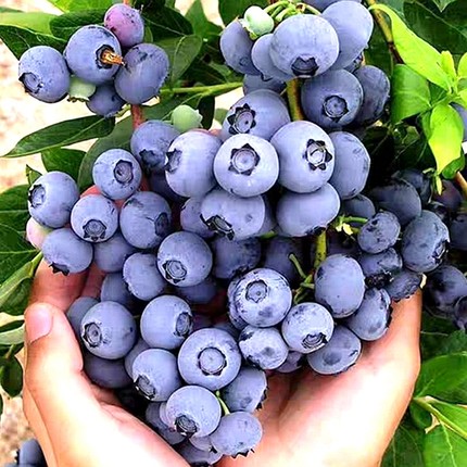 蓝莓果树苗带果盆栽地栽阳台果树苗南北方庭院种植当年结果蓝莓苗