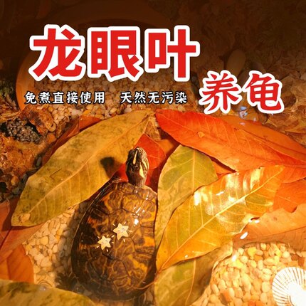 龙眼叶养龟神器乌龟专用腐皮烂甲龟用免煮大片小龟缸造景冬眠叶子