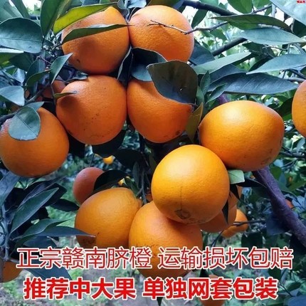 江西赣南夏橙脐橙橙子顺丰10斤整箱新鲜水果20特大果产地直发