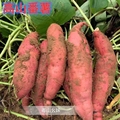 连州高山新鲜紫薯板栗红薯地瓜番薯山芋小香薯蜜薯农家沙地自种