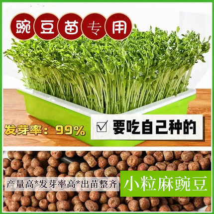 豌豆苗专用芽苗菜种子麻豌豆大叶无须豌豆尖四季室内阳台蔬菜种籽