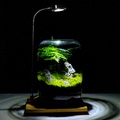 趣味苔藓微景观创意桌面生态瓶盆栽盆景摆件造景办公室植物绿植物