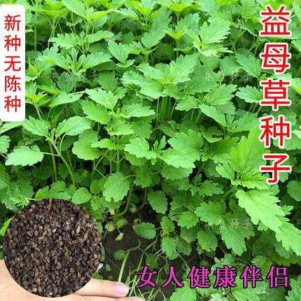 益母草种籽子四季阳台盆栽蔬菜种孑材食用苗种子益母草籽