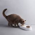 小佩不锈钢猫碗猫咪双碗可调节狗狗喂食碗狗猫食盆猫水盆保护脊椎