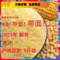 2023新鲜包谷糁5斤河南特产玉米糁脱去皮苞谷棒子面粉农家细小粒