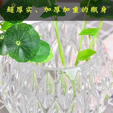 水养创意个性玻璃花盆水培植物玻璃瓶透明容器桌面绿萝多功能花瓶