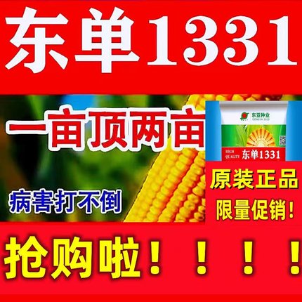国审东单1331大田玉米种子新疆产地4200粒三斤半大棒抗旱抗病红轴