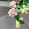 粉色白色雪果盆栽观叶观果植物庭院花园花境搭配绿植木本花卉花苗