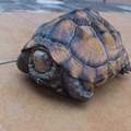 素食陆地特大巨型可爱龟乌龟苗子菜龟活体草龟繁殖下蛋大型吃宠物