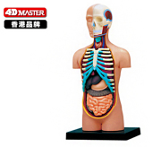 4D MASTER拼装玩具人体拼装模型解刨内脏器官医学教学人体模型