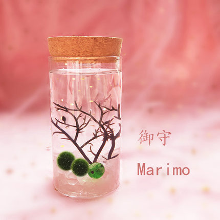 包邮marimo幸福海藻球创意迷你绿植水培微景观生态瓶负离子微生物