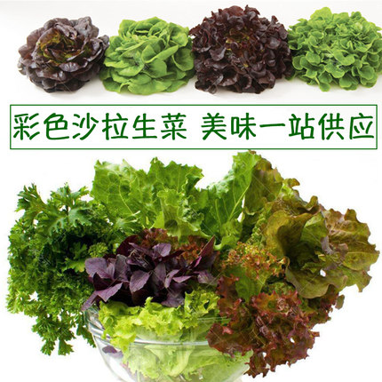 生菜种子大全生菜种孑结球生菜种籽四季阳台盆栽菜籽种蔬菜苗生吃