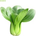 温州本地当天现摘新鲜绿色安全农村叶菜类小青菜蔬菜含包装2斤包