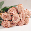 卡布奇诺 肯尼亚玫瑰月季花苗 新品种复古大花