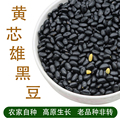 黄芯黑豆老品种农家自种豆芽豆浆醋泡入药做备方做种子小黑豆肾型