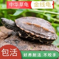 中华草龟小乌龟活物好养龟苗外塘龟宠物水龟金线龟墨龟可孵化动物