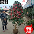 茶花树大型
