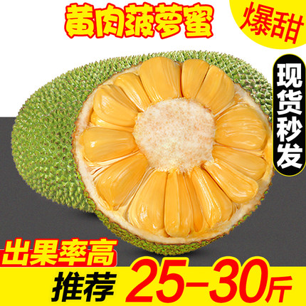 海南黄肉菠萝蜜当季新鲜一整个大树木菠萝现摘波罗蜜包邮整箱特产