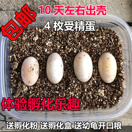 可孵化乌龟蛋招财龟活体中华草龟墨龟活物巴西龟鳄鱼龟学生孵化蛋