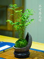 米竹盆栽室内小型凤尾竹迷你盆景好养竹子观叶客厅绿植物阳台禅意